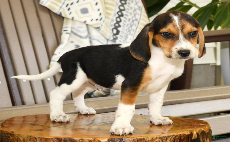 Beagle dogs for sale - Ad 5