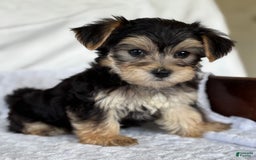 Morkie dogs for sale: LAYNE - Image 5