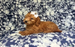 Mini Goldendoodle dogs for sale: Karma - Image 2