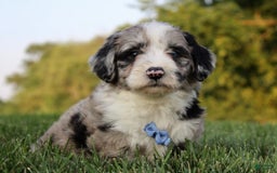 Mini Aussiedoodle dogs for sale: Wyatt - Image 5