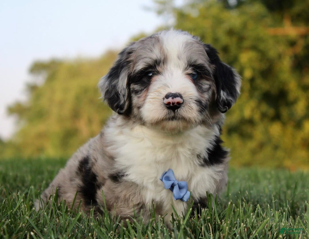 Mini Aussiedoodle dogs for sale: Wyatt - Image 5