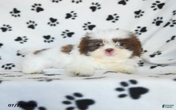 Shih Tzu dogs for sale: Felix - Image 4
