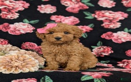 Bichpoo dogs for sale: Jessie - Image 1