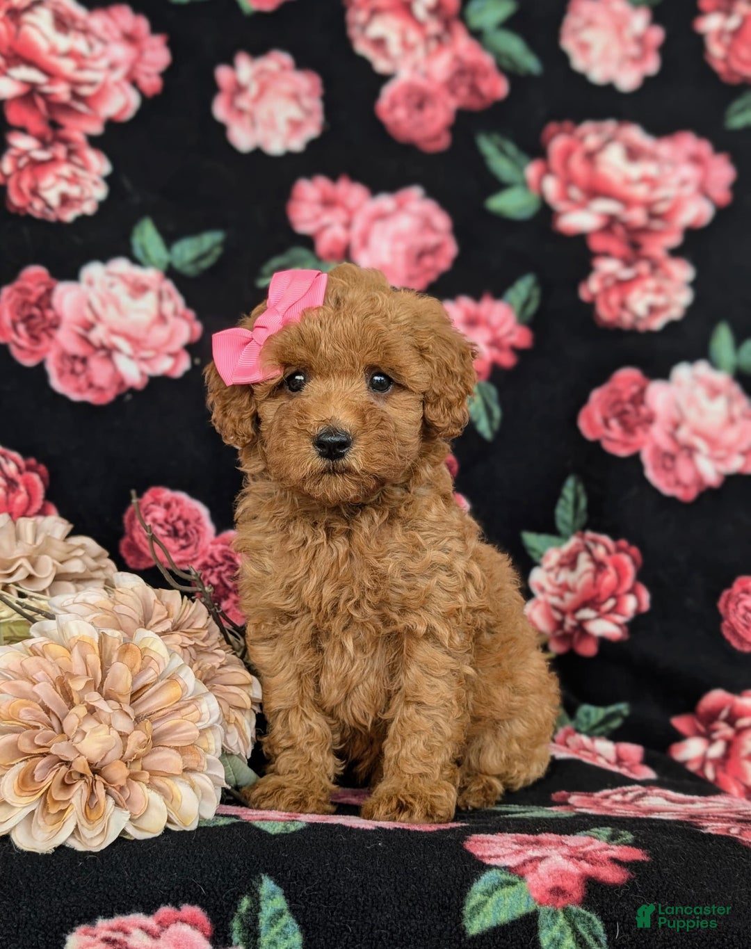 Bichpoo dogs for sale: Jessie - Image 1