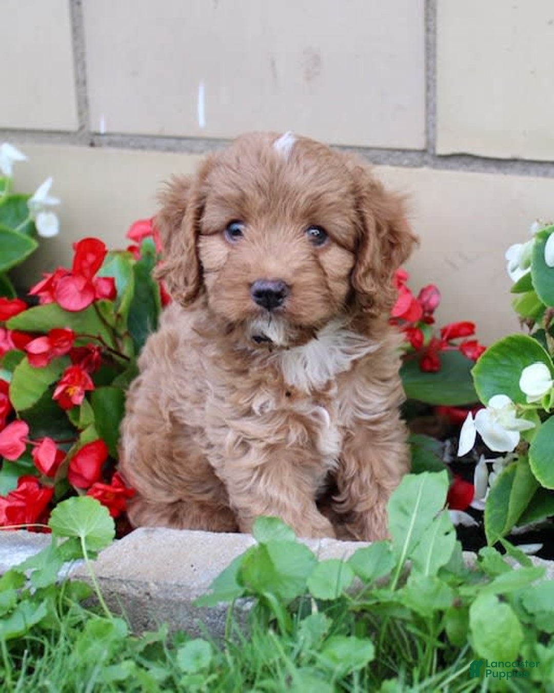 Cavapoo dogs for sale: Olive - Image 7