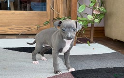 Italian Greyhound dogs for sale: Kk - Image 22