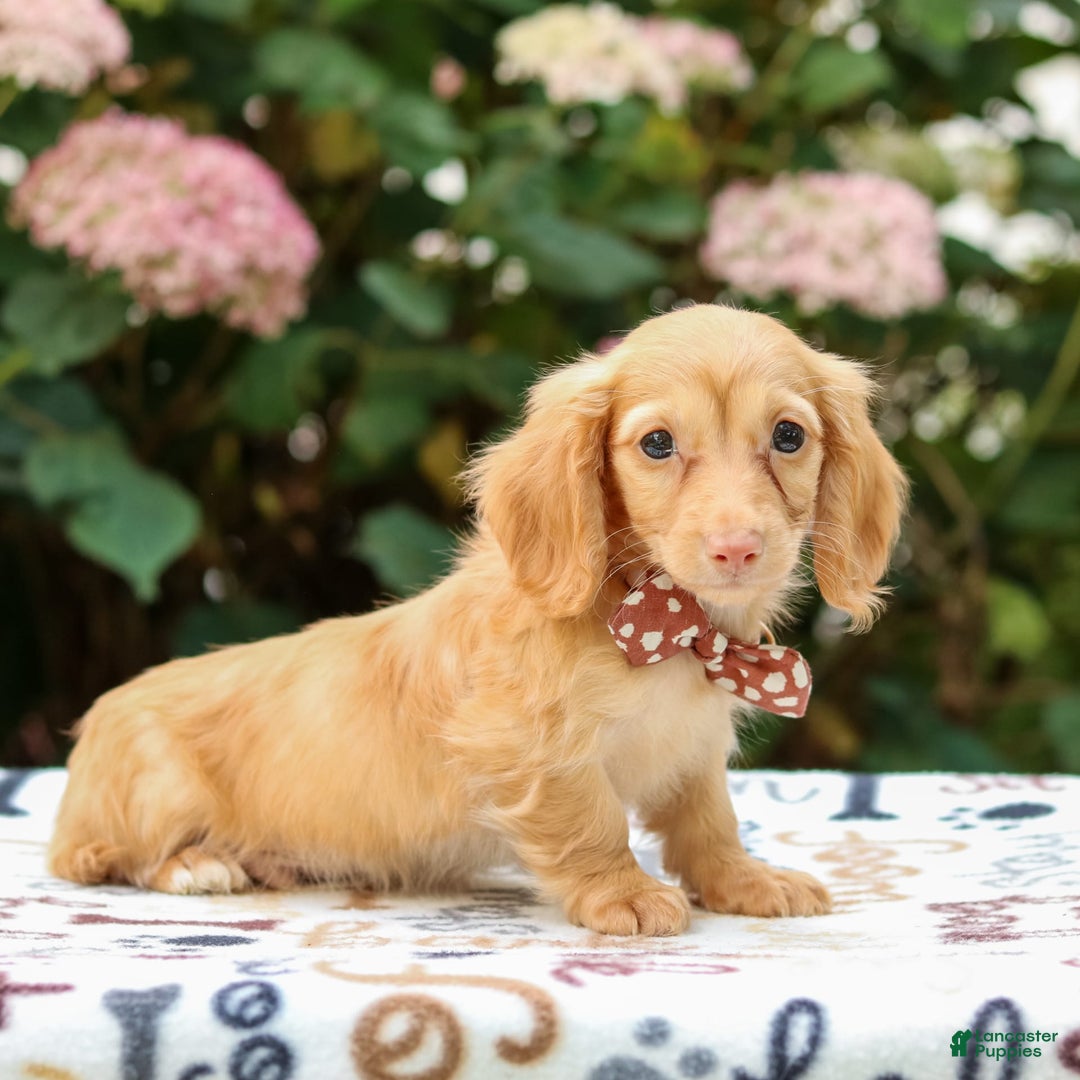 Miniature Dachshund dogs for sale: Sparky - Image 6