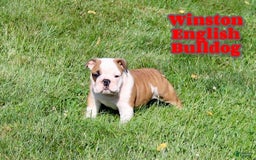 English Bulldog dogs for sale: Winston - Image 2