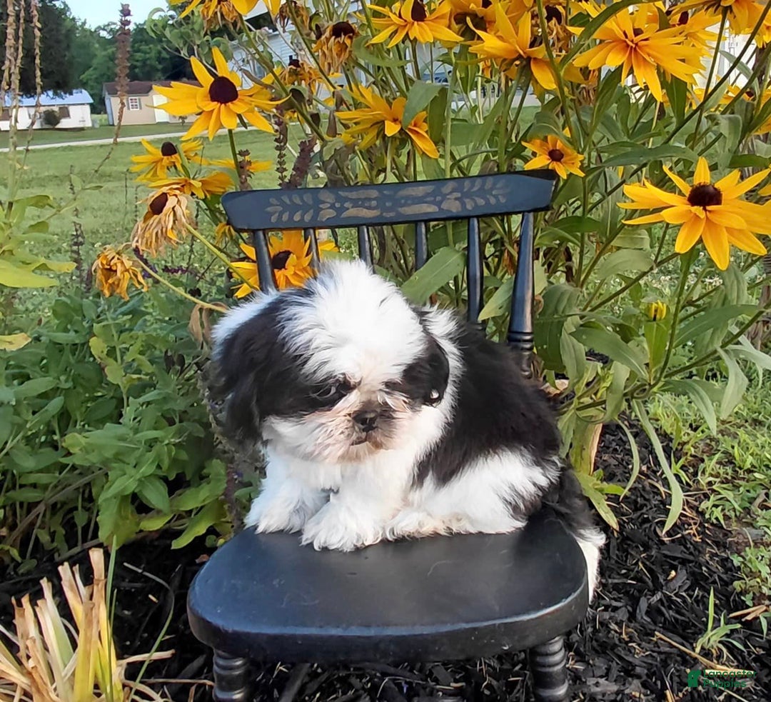 Shih Tzu dogs for sale: Star - Image 5