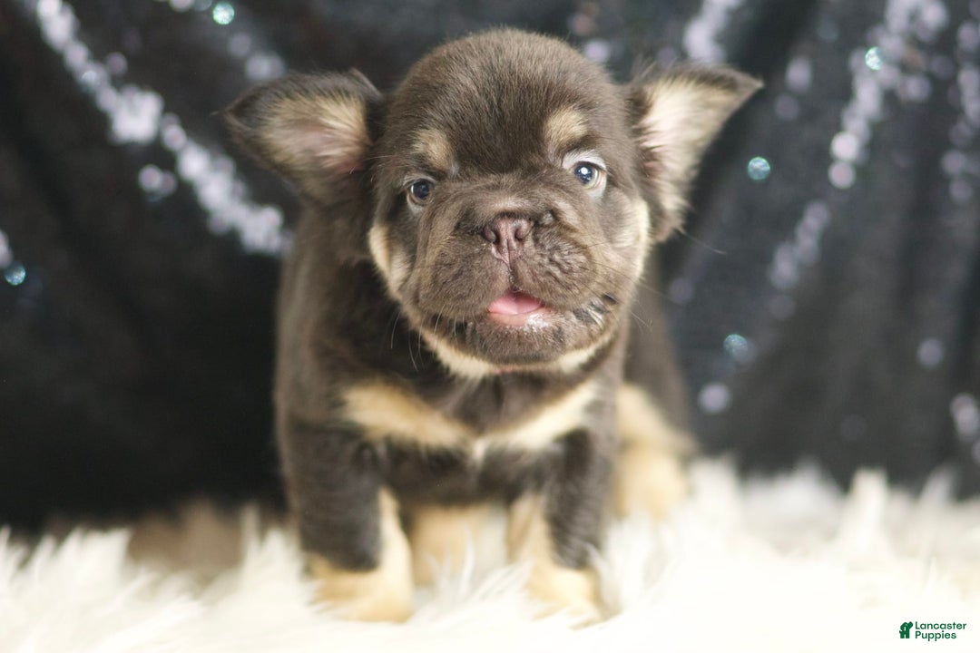 French Bulldog dogs for sale: Alexa - Image 1