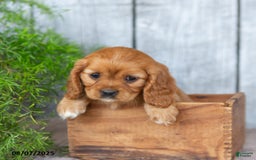 Cavalier King Charles Spaniel dogs for sale: Twila - Image 3