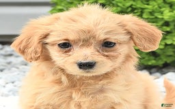 Pomeranian dogs for sale: Pomeranian 9 puppies - Image 15