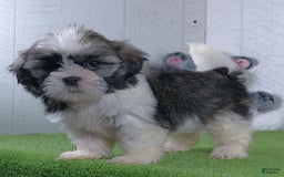 Shih Tzu dogs for sale: Susie - Image 5