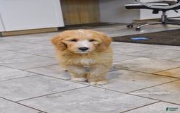 Goldendoodle dogs for sale: Sophie - Image 8