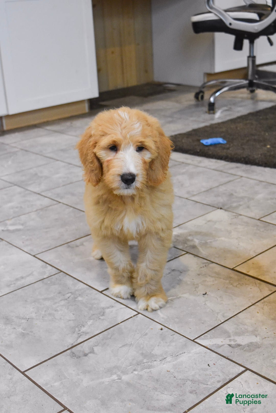 Goldendoodle dogs for sale: Sophie - Image 8