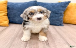 Mini Bernedoodle dogs for sale: Ava - Image 3