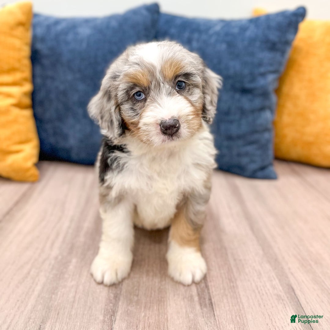 Mini Bernedoodle dogs for sale: Ava - Image 3