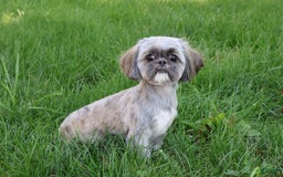 Shih Tzu dogs for sale: Blaze - Image 5