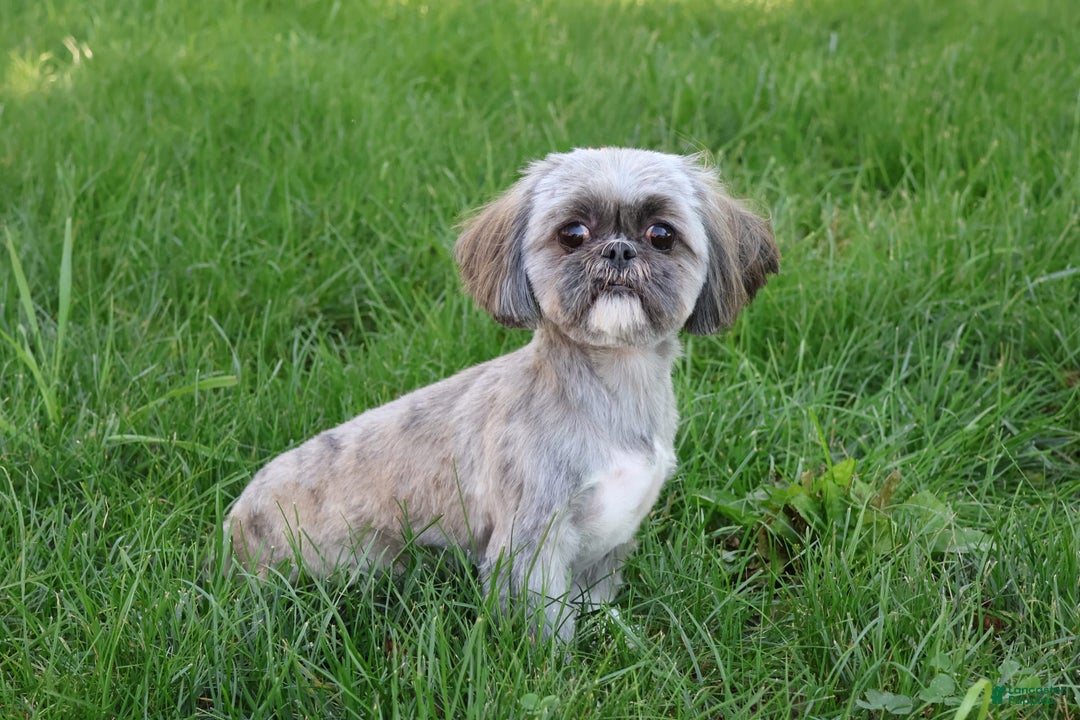 Shih Tzu dogs for sale: Blaze - Image 5