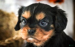 Cavalier King Charles Spaniel dogs for sale: Pluto - Image 23