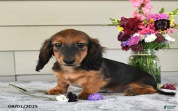 Miniature Dachshund dogs for sale: Laudon - Image 3