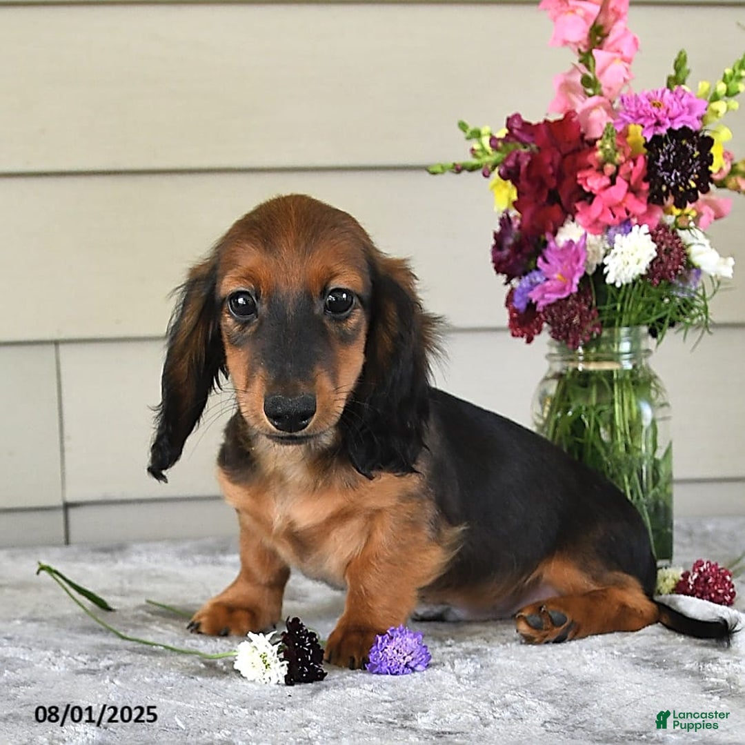 Miniature Dachshund dogs for sale: Laudon - Image 3