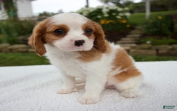 Cavalier King Charles Spaniel dogs for sale: Cavalier King Charles Spaniel 3 puppies - Image 16