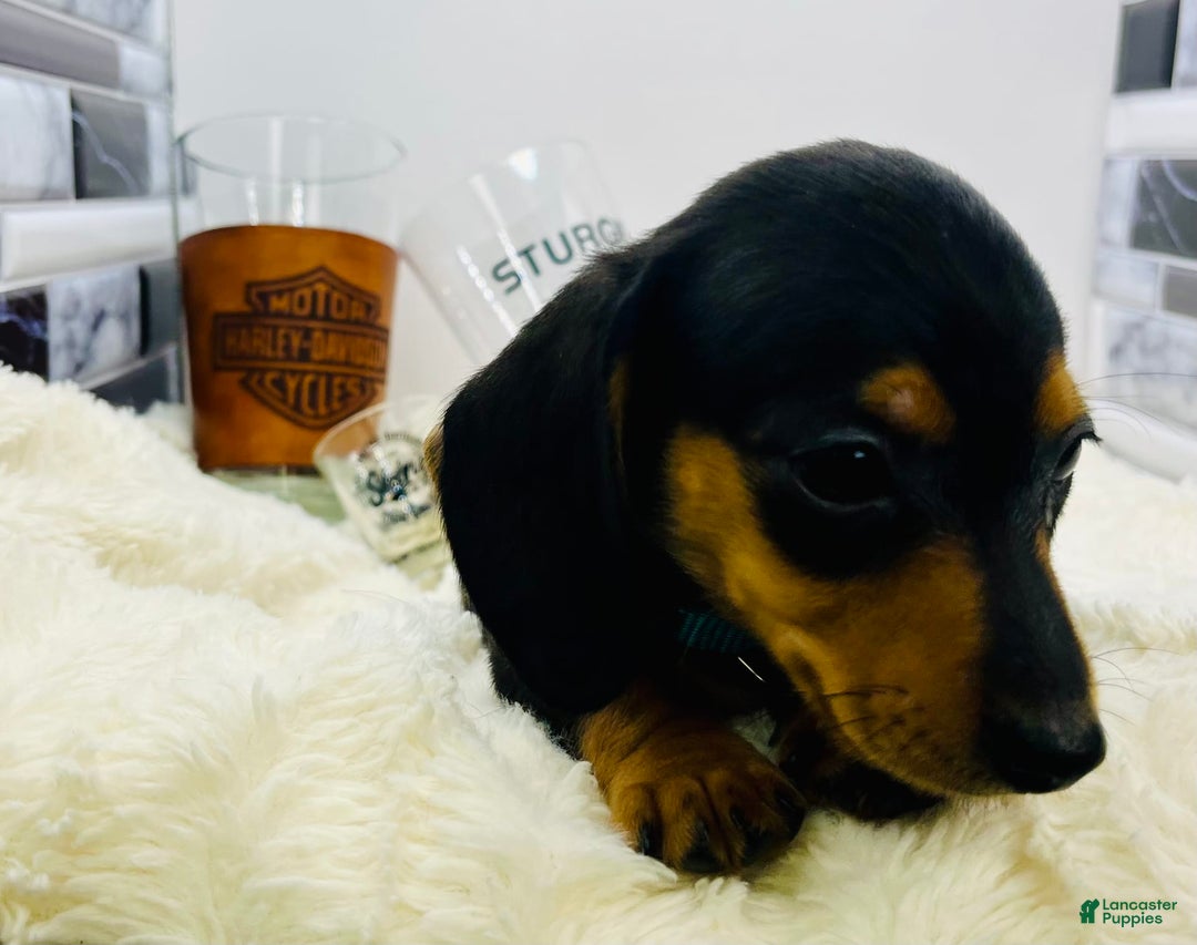 Miniature Dachshund dogs for sale: Jimmy - Image 5