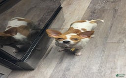 Chihuahua dogs for sale: Willow - Image 3