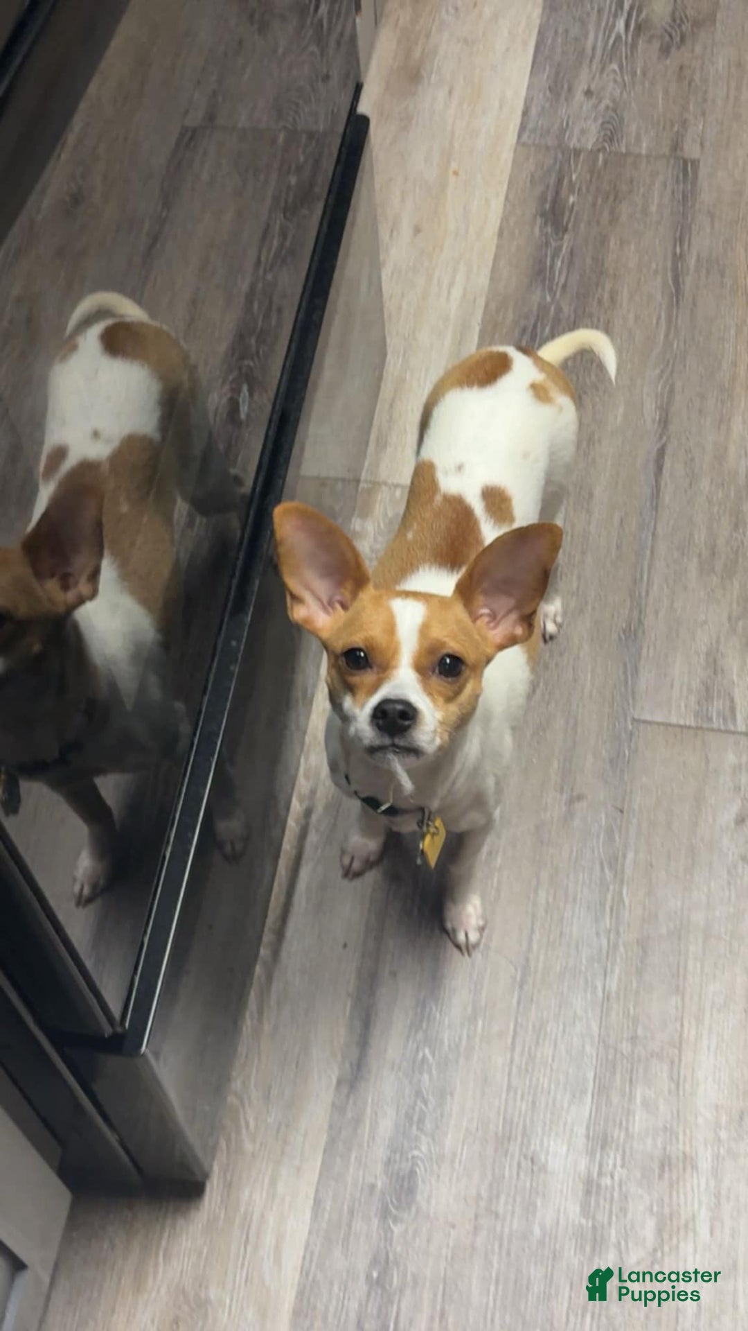Chihuahua dogs for sale: Willow - Image 3