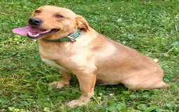 Labrador Retriever dogs for sale: Pink Collar - Image 3