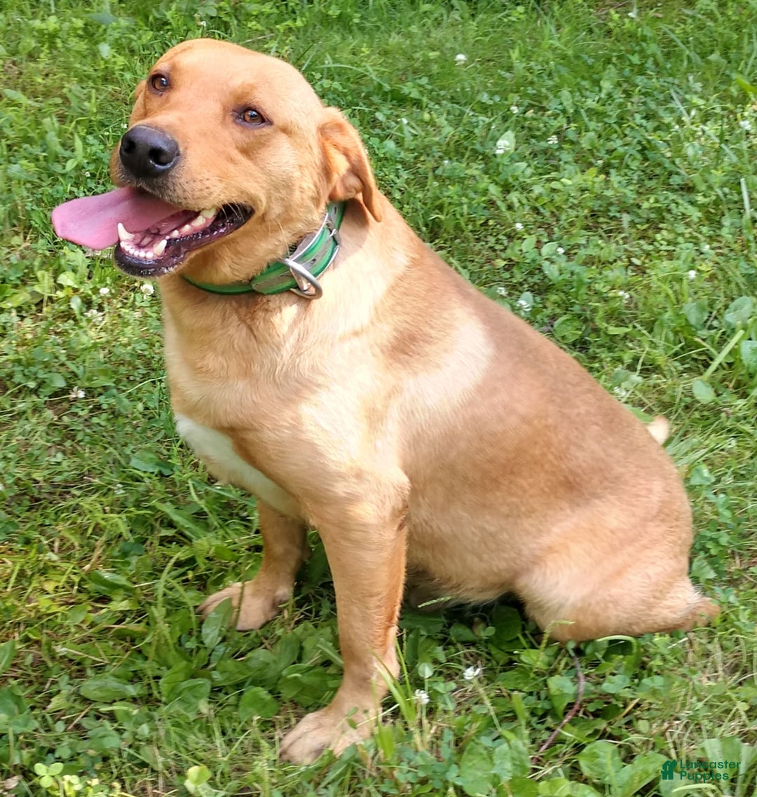 Labrador Retriever dogs for sale: Pink Collar - Image 3