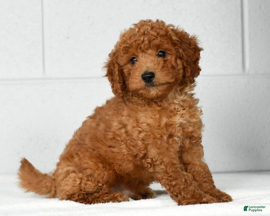 Mini Goldendoodle dogs for sale: Roger - Image 2
