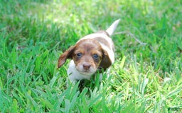 Dachshund dogs for sale: Akc Dolly - Image 2