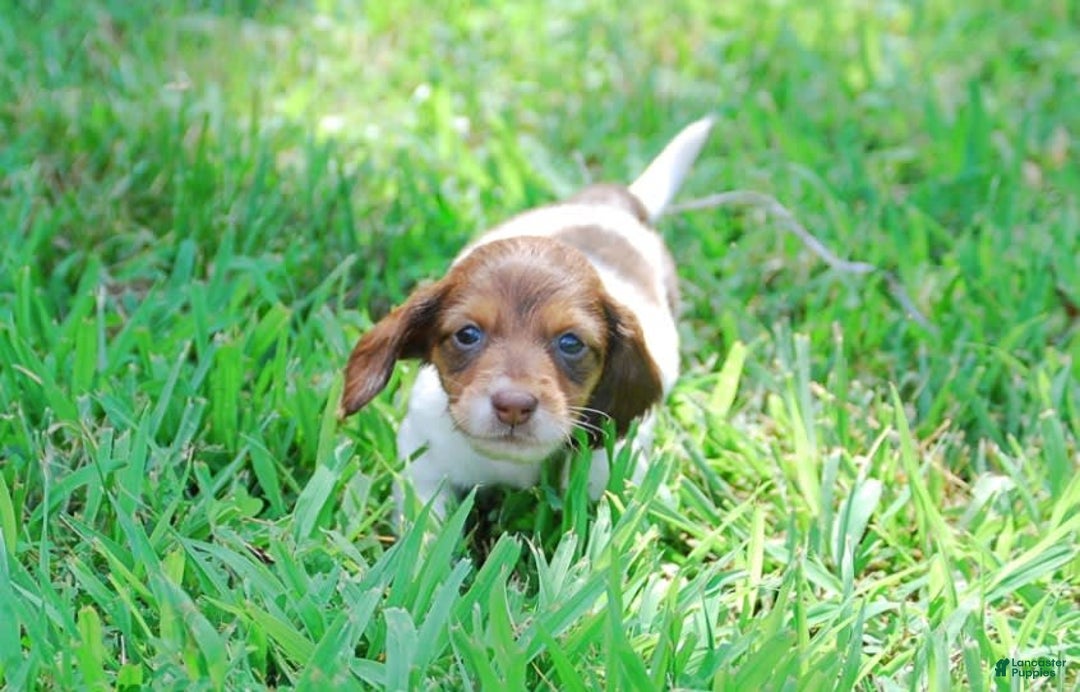 Dachshund dogs for sale: Akc Dolly - Image 2