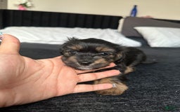 Miniature Dachshund dogs for sale: Mookie - Image 4