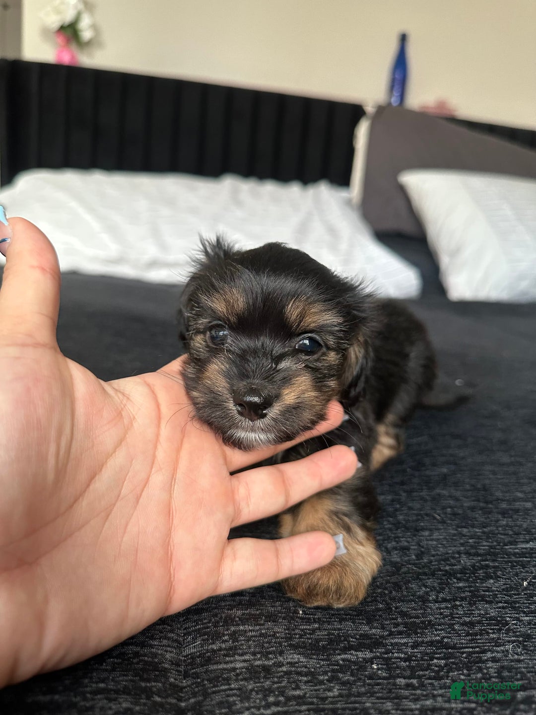 Miniature Dachshund dogs for sale: Mookie - Image 4