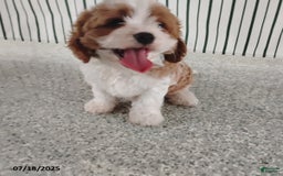 Cavapoo dogs for sale: Bobby - Image 2