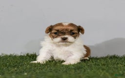 Shihpoo dogs for sale: Amy - Image 25