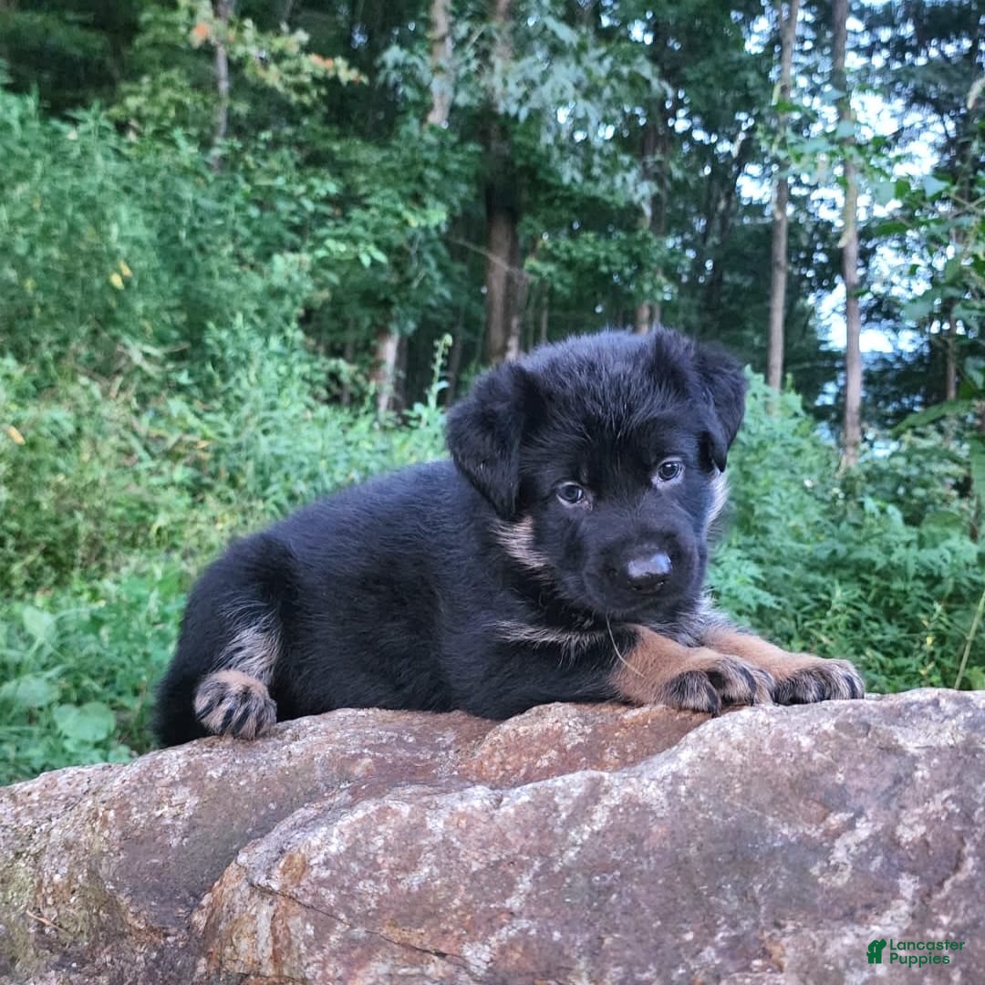 German Shepherd dogs for sale: Kai - Image 9