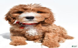 Mini Goldendoodle dogs for sale: Twinkie - Image 1