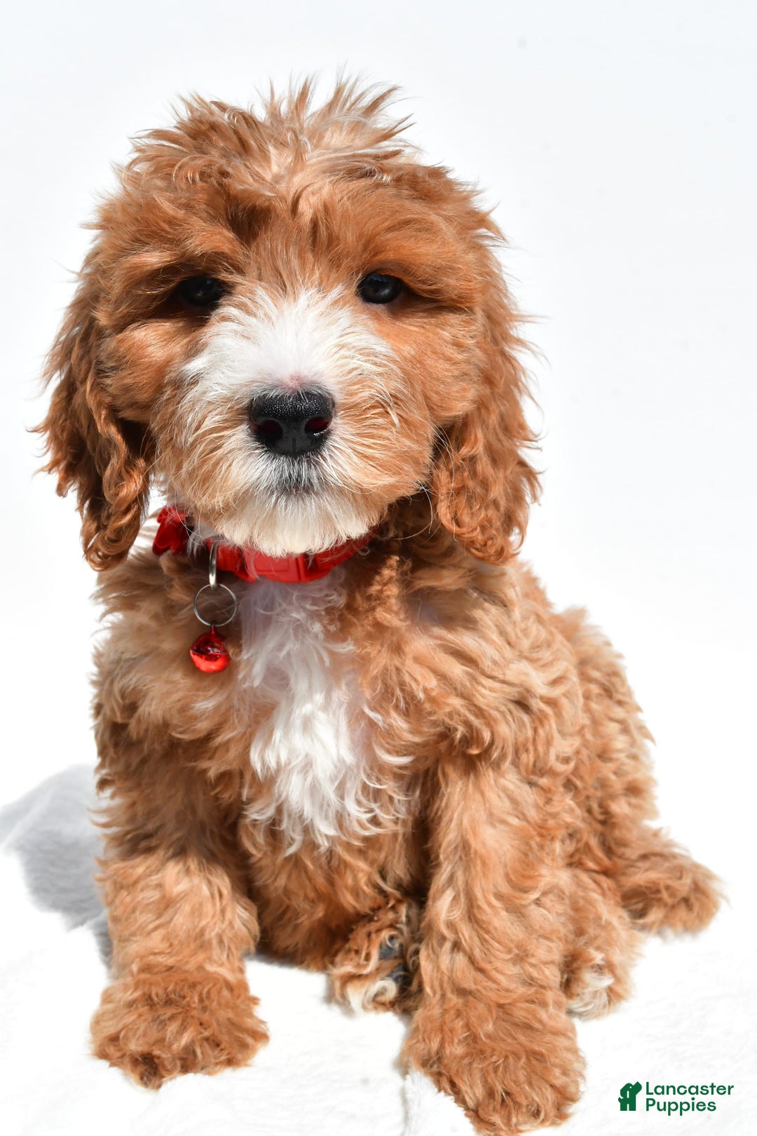 Mini Goldendoodle dogs for sale: Twinkie - Image 1
