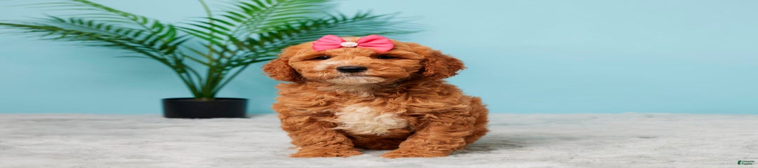 Nellie