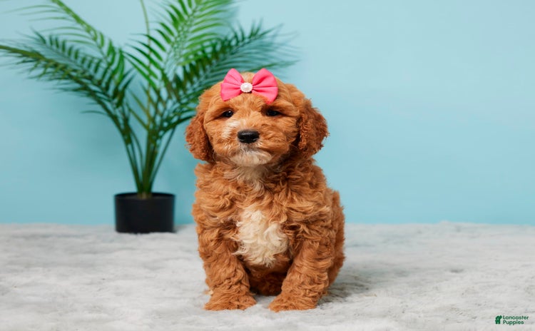 Mini Goldendoodle dogs for sale - Ad 2
