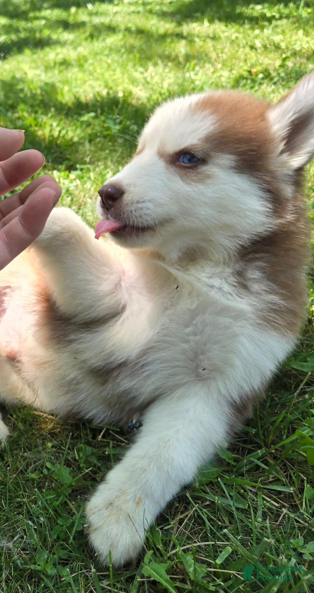 Siberian Husky dogs for sale: Oakley - Image 3