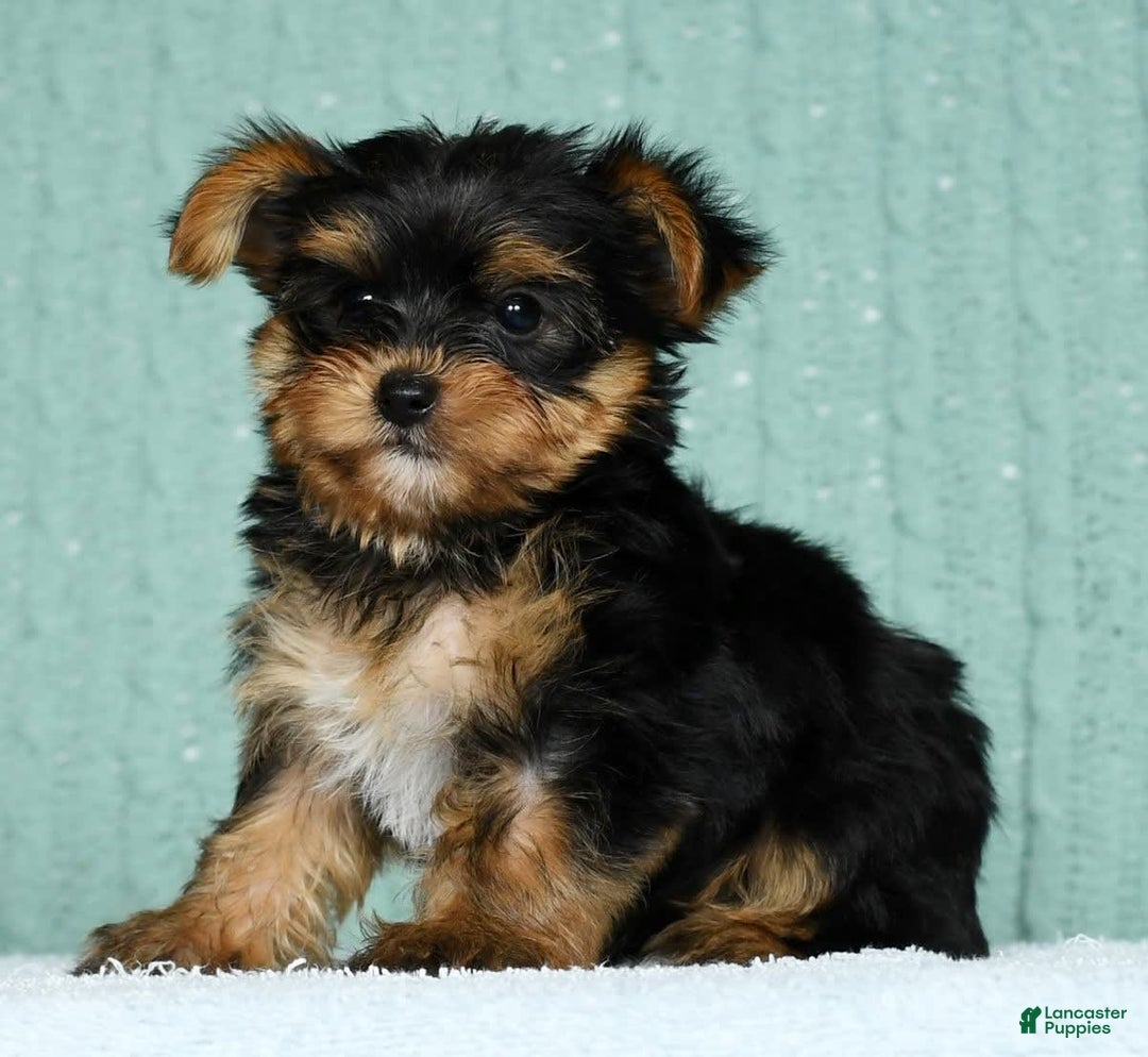 Yorkshire Terrier dogs for sale: Angel - Image 2