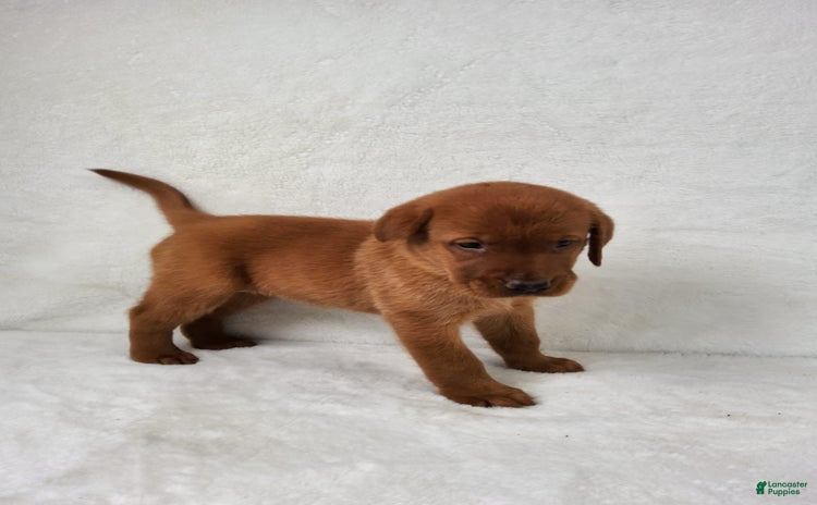 Labrador Retriever dogs for sale - Ad 3