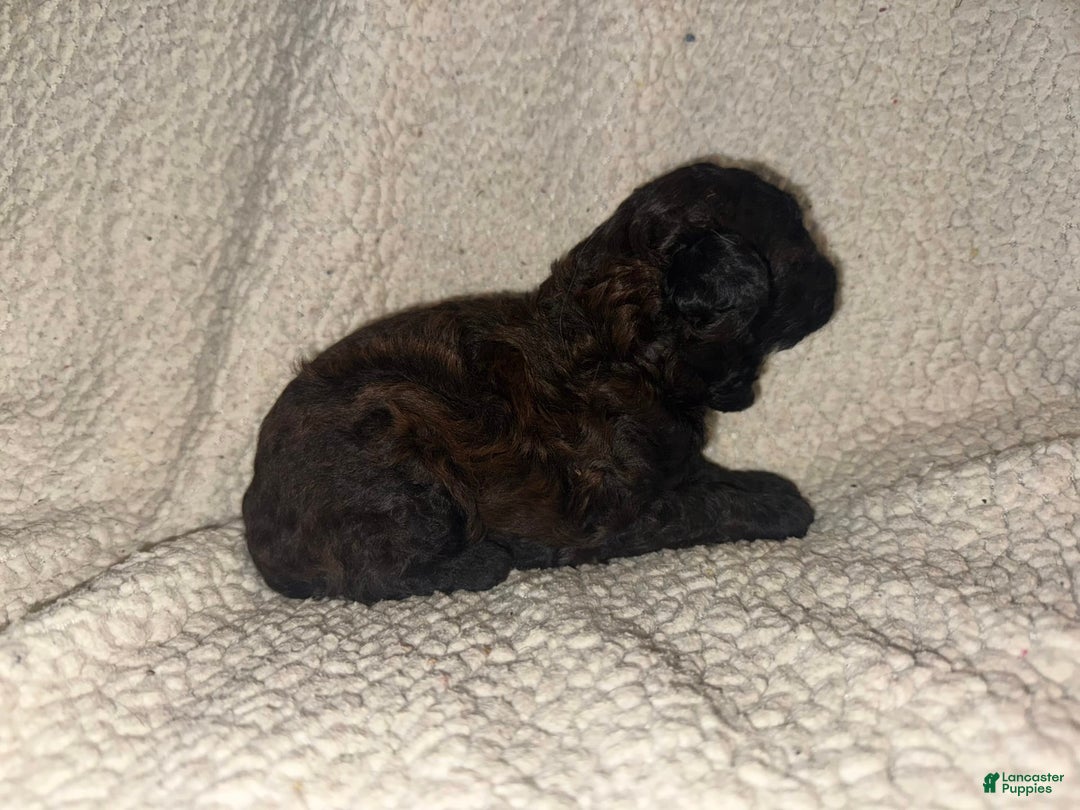 Miniature Poodle dogs for sale: Chocolate Male With Tints Of Red - Image 1