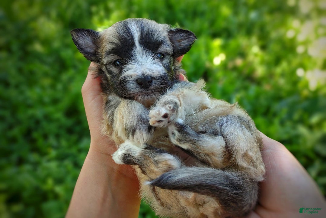 Morkie dogs for sale: Rare Sable Blaze - Image 1