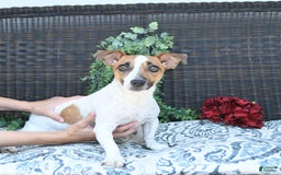 Jack Russell Terrier dogs for sale: Tia - Image 15
